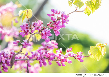 ハナズオウ　平岡樹芸センター　札幌市 134626649