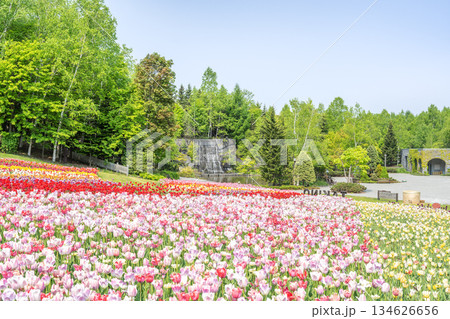 チューリップ 滝野すずらん丘陵公園 札幌市 チューリップ 滝野すずらん丘陵公園 札幌市 134626656