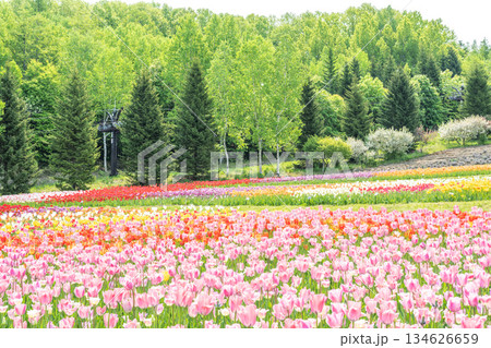 チューリップ 滝野すずらん丘陵公園 札幌市 チューリップ 滝野すずらん丘陵公園 札幌市 134626659