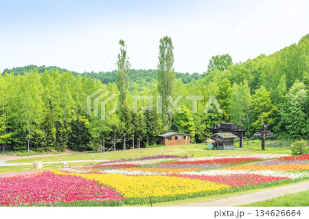 チューリップ　滝野すずらん丘陵公園　札幌市 134626664