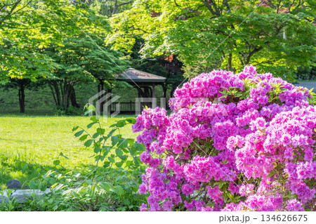 ツツジ　天神山緑地　札幌市 134626675