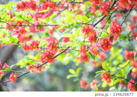 ボケの花 天神山緑地 札幌市 ボケの花 天神山緑地 札幌市 134626677