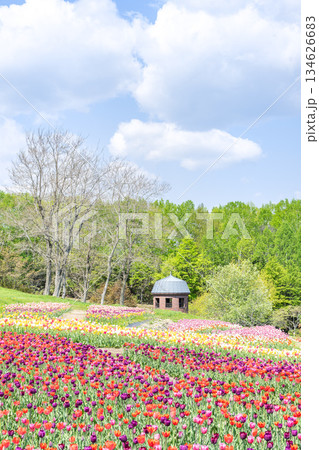 チューリップ 滝野すずらん丘陵公園 札幌市 チューリップ 滝野すずらん丘陵公園 札幌市 134626683