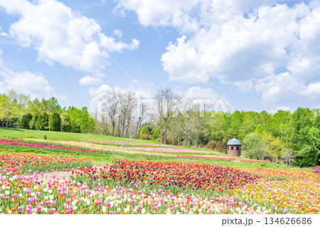 チューリップ 滝野すずらん丘陵公園 札幌市 チューリップ 滝野すずらん丘陵公園 札幌市 134626686