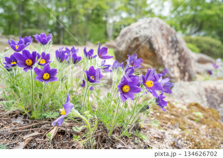セイヨウオキナグサ　滝野すずらん丘陵公園　札幌市 134626702