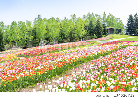 チューリップ 滝野すずらん丘陵公園 札幌市 チューリップ 滝野すずらん丘陵公園 札幌市 134626718