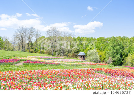 チューリップ　滝野すずらん丘陵公園　札幌市 134626727