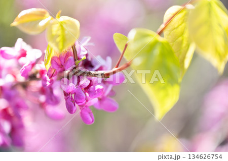ハナズオウ　平岡樹芸センター　札幌市 134626754