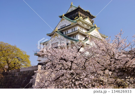 大阪城　さくらの咲く季節 134626933