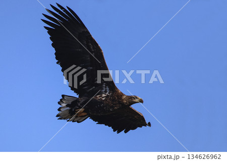 The eagle is flying in the sky. The eagle is flying in the sky. 134626962