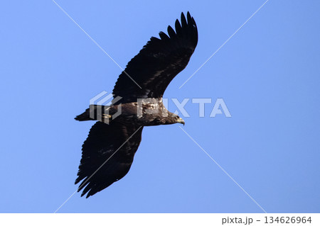 The eagle is flying in the sky. The eagle is flying in the sky. 134626964