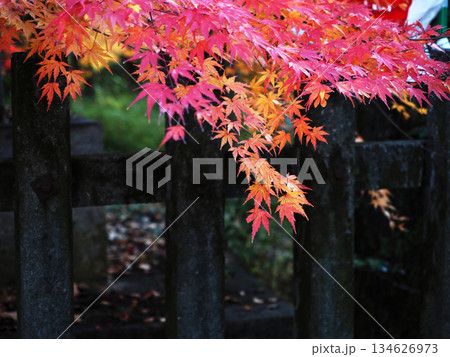 石の柵と紅葉したモミジ(山内神社の東参道あたりの椛) 石の柵と紅葉したモミジ(山内神社の東参道あたりの椛) 134626973