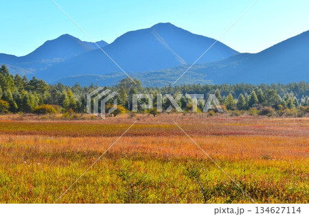 〔 奥日光 〕 小田代原の草紅葉 134627114