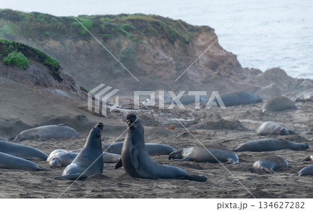 At the Elephant Seal Vista Point 134627282