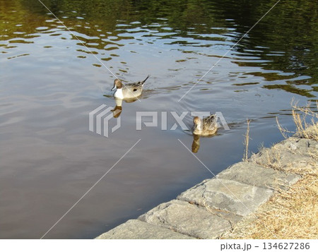 稲毛海浜公園に来た冬の渡り鳥オナガガモ 134627286