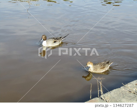 番で帰るか浜の池に来た冬の渡り鳥オナガガモ 134627287