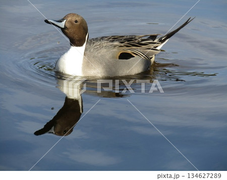 浜の池に来た冬の渡り鳥オナガガモ 134627289