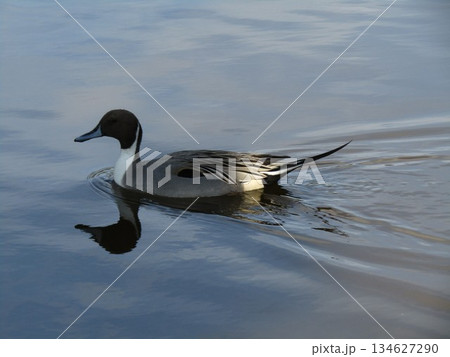 浜の池に来た冬の渡り鳥オナガガモ 134627290