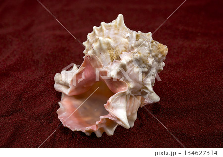 Beautiful Pink Murex Shell with Rosy Interior on Red Sand 134627314