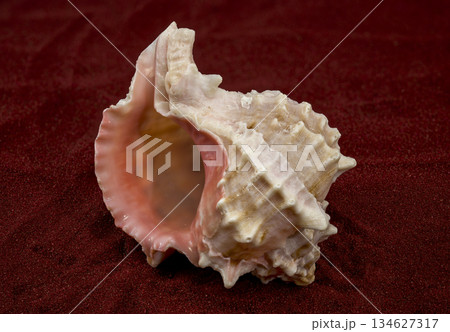 Beautiful Pink Murex Shell with Rosy Interior on Red Sand Beautiful Pink Murex Shell with Rosy Interior on Red Sand 134627317