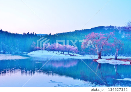 早春残雪に咲く新潟県十日町市津南町中子池の桜 早春残雪に咲く新潟県十日町市津南町中子池の桜 134627332