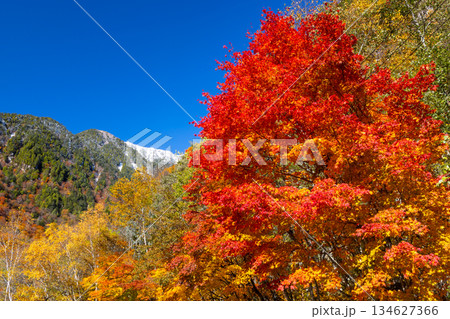 長野県大町市平高瀬入　高瀬渓谷七倉山荘前の駐車場からの紅葉と冠雪した尾根の景色 134627366