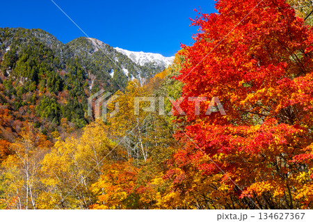 長野県大町市平高瀬入　高瀬渓谷七倉山荘前の駐車場からの紅葉と冠雪した尾根の景色 134627367