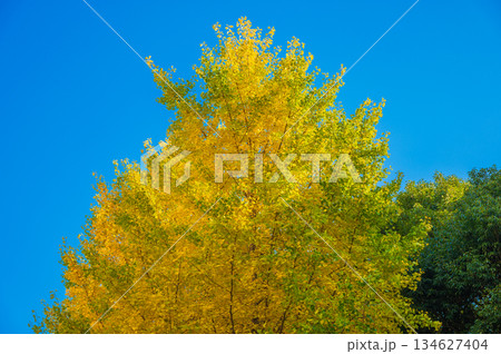 青空をバックにしたイチョウの黄葉が美しい 134627404