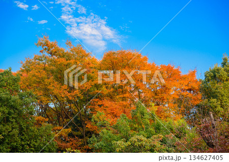 青空に映える欅の紅葉が美しい 青空に映える欅の紅葉が美しい 134627405