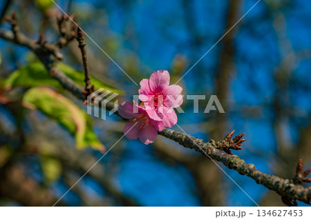 ピンクの桜の花が2輪だけ咲いていました ピンクの桜の花が2輪だけ咲いていました 134627453