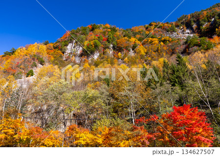 長野県大町市平高瀬入　高瀬渓谷七倉山荘前の駐車場からの斜面の紅葉の景色 134627507