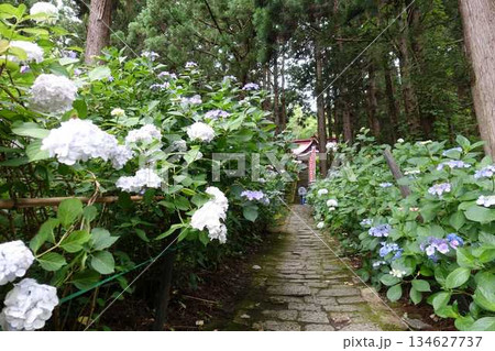 満開のアジサイ 紫陽花 あじさい 出塩文殊堂 山形市 満開のアジサイ 紫陽花 あじさい 出塩文殊堂 山形市 134627737