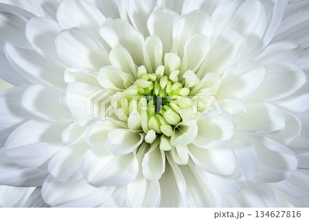 Chrysanthemum flower close up 134627816