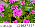 Vibrant Pink Periwinkle Flowers in Bloom 134627857