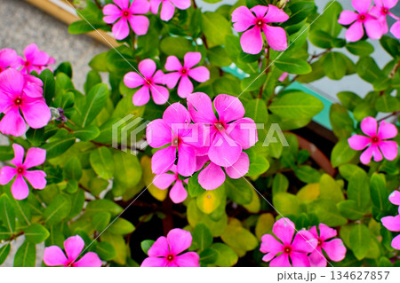 Vibrant Pink Periwinkle Flowers in Bloom 134627857