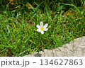 White Flower Blooming in Grassy Area 134627863