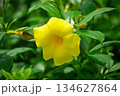 Vibrant Yellow Flower in Lush Greenery 134627864