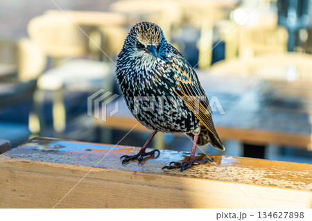 Bird Starling Sturnus vulgaris perched closeup Bird Starling Sturnus vulgaris perched closeup 134627898