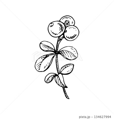 Black and white vector illustration of a cowberry branch. Hand-drawn ink line art in vintage engraving style. Suitable for botanical prints, packaging, labels, logos and decorative design Black and white vector illustration of a cowberry branch. Hand-drawn ink line art in vintage engraving style. Suitable for botanical prints, packaging, labels, logos and decorative design 134627994