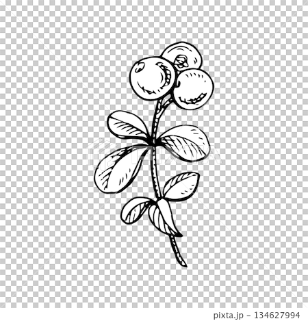 Black and white vector illustration of a cowberry branch. Hand-drawn ink line art in vintage engraving style. Suitable for botanical prints, packaging, labels, logos and decorative design Black and white vector illustration of a cowberry branch. Hand-drawn ink line art in vintage engraving style. Suitable for botanical prints, packaging, labels, logos and decorative design 134627994