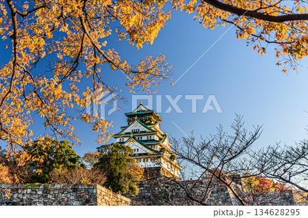 青空と紅葉に包まれた大阪城天守 134628295