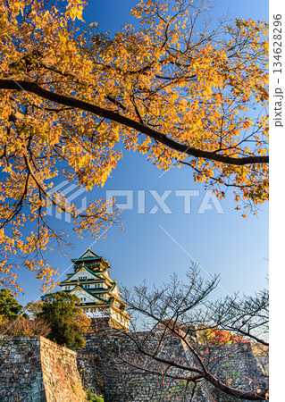 秋空に映える大阪城と紅葉の石垣風景 134628296