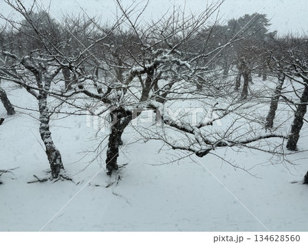 雪の積もった桜の木 雪の積もった桜の木 134628560