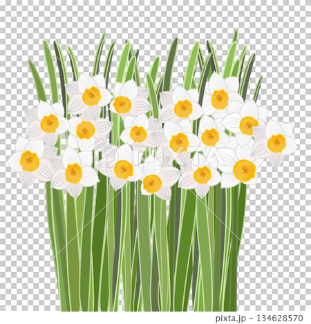 盛開的日本水仙花插圖 134628570