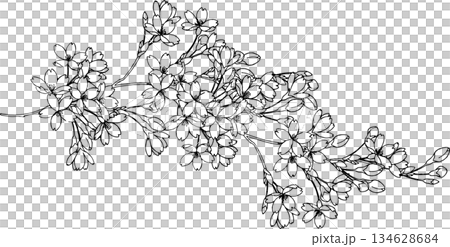 手繪櫻花枝插圖 134628684