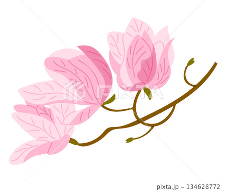 Hand drawn magnolia branch with blooming flowers in soft pastel style isolated on white background. The image represents spring nature, floral beauty, growth and delicate botanical elegance concept Hand drawn magnolia branch with blooming flowers in soft pastel style isolated on white background. The image represents spring nature, floral beauty, growth and delicate botanical elegance concept 134628772
