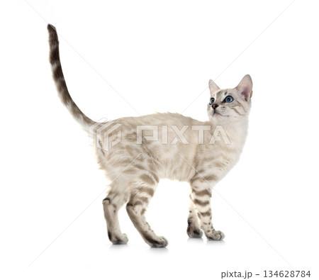 bengal kitten in studio 134628784