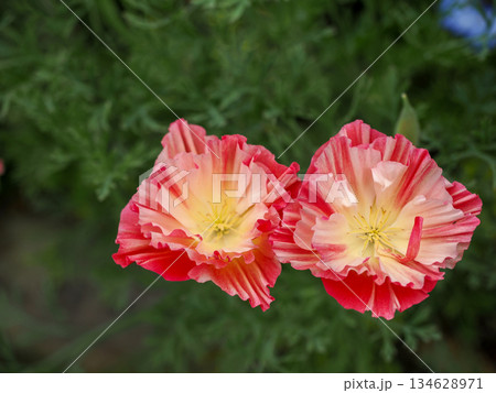 ハナビシソウ(花菱草)のある風景 ハナビシソウ(花菱草)のある風景 134628971