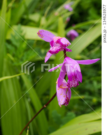 自生するシランの花 134628977