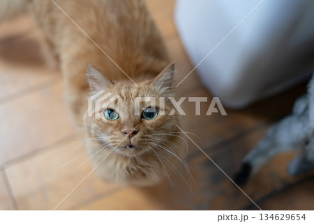 座って見上げる可愛い猫　茶トラ猫 134629654